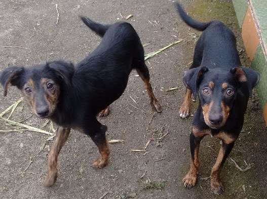 Cachorro Encontrado Itaguaí/RJ | Sem nome | 2 a 6 meses | Raça Vira lata | tamanho Médio