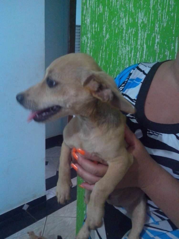Adoção de Cachorro Uberlândia/MG Léo, Michelangelo e 2 a 6 meses