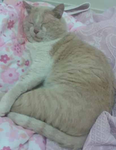 Gato SRD Pequeno 6-anos-Acima