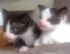 Gato gatos de pelo curto americano Grande Abaixo-de-2-meses
