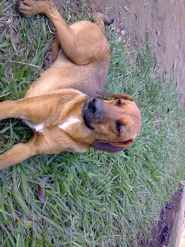Pluto  perdido | foto 2
