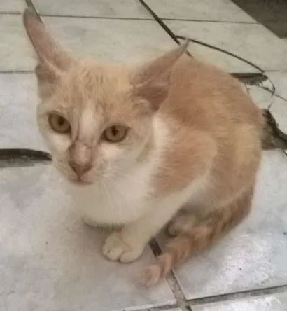 Gato comum Medio 7-a-11-meses