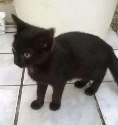 Gato comum Pequeno 2-a-6-meses