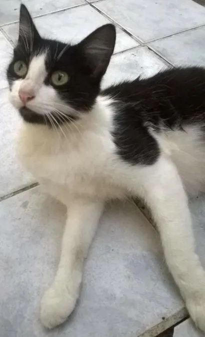 Gato comum Medio 1-ano