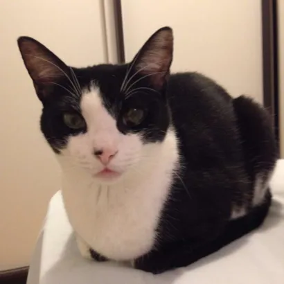 Gato SRD Medio 6-anos-Acima