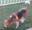Cao beagle Medio 2-anos