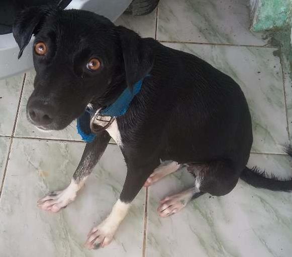 Cachorro Encontrado Aracaju/SE | Rute | 1 ano | Raça Srd | tamanho Médio