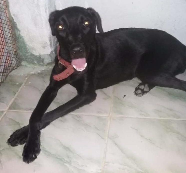 Cachorro Encontrado Aracaju/SE | Raquel | 1 ano | Raça Srd | tamanho Médio