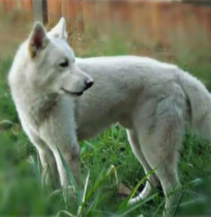 Cao Akita Grande 6-anos-Acima