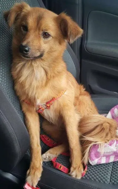 Cao Vira lata Medio 6-anos-Acima