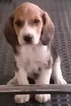 Cao BEAGLE Pequeno 2-a-6-meses
