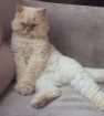 Gato Persa Medio 6-anos-Acima