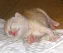 Gato srd Pequeno Abaixo-de-2-meses