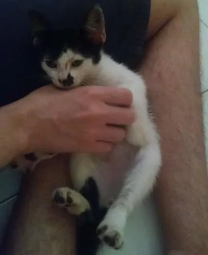 Gato Vira-Lata  Pequeno 2-a-6-meses