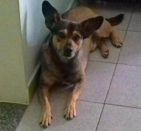Procura-se esse Cachorro São Paulo/SP | Skitter |   | Raça Fox Terrier | tamanho Pequeno