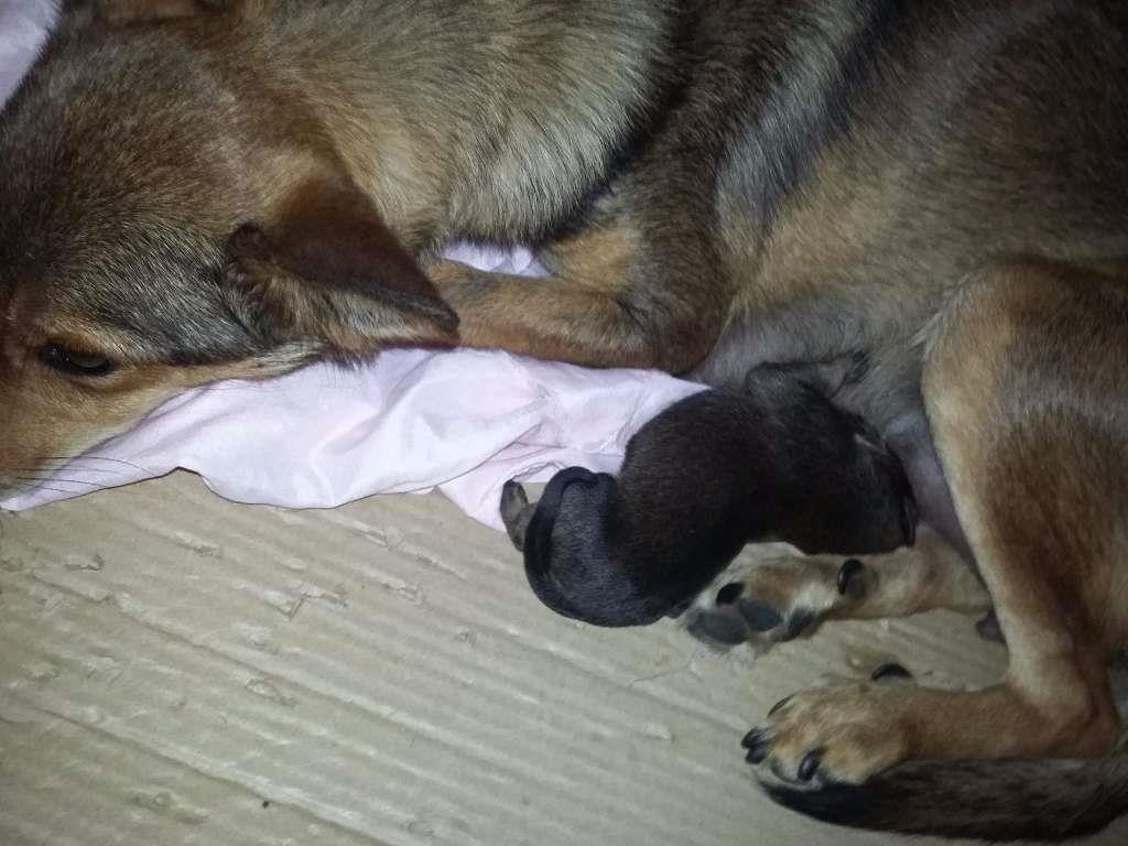 Adoção de Cachorro Caraguatatuba/SP | filhotes  | 2 a 6 meses | Raça nao definida  | tamanho Pequeno