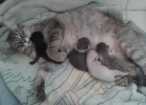 Gato viralata Pequeno Abaixo-de-2-meses
