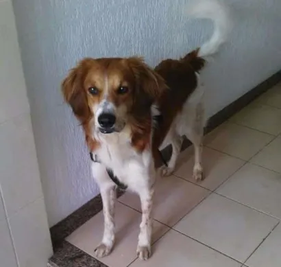 Cao Vira lata Grande 2-anos