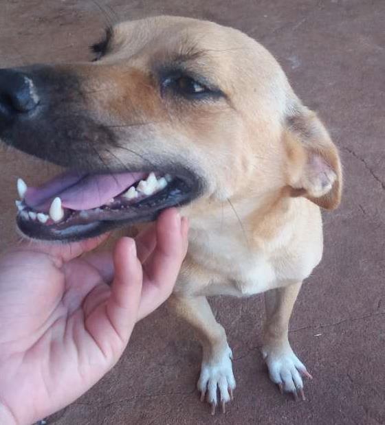 Adoção de Cachorro Guararapes/SP | Laila | 5 anos | Raça Vira lata | tamanho Médio