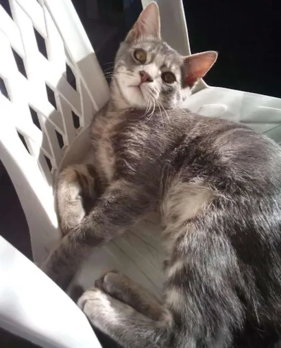 Gato sem raça definida Pequeno 7-a-11-meses