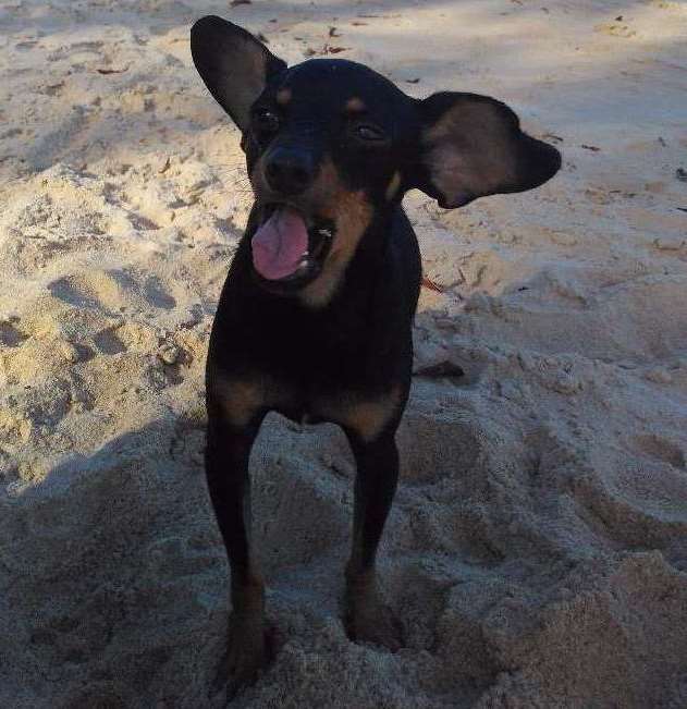 Cachorro Encontrado Porto Seguro/BA | Demo | 6 anos Acima | Raça Mestizo | tamanho Médio