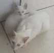 Gato Gatos de rua Pequeno Abaixo-de-2-meses