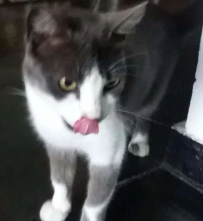 Gato SRD Pequeno 2-anos