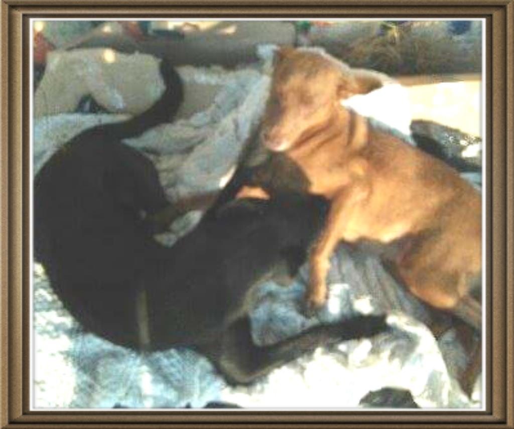 Adoção de Cachorro Mairiporã/SP | Safira  | 2 a 6 meses | Raça Srd  | tamanho Médio