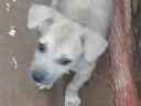 Adoção de Cachorro Pedra Branca/PB | Pretinha | 2 a 6 meses | Raça  | tamanho Pequeno