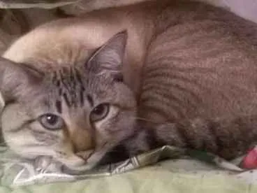 Gato Sem raça Medio 1-ano