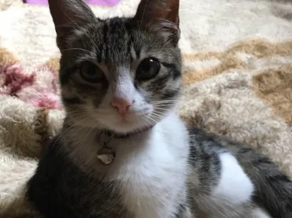 Gato Vira Lata Pequeno 7-a-11-meses