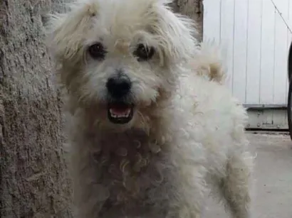 Cao Poodle Medio 5-anos