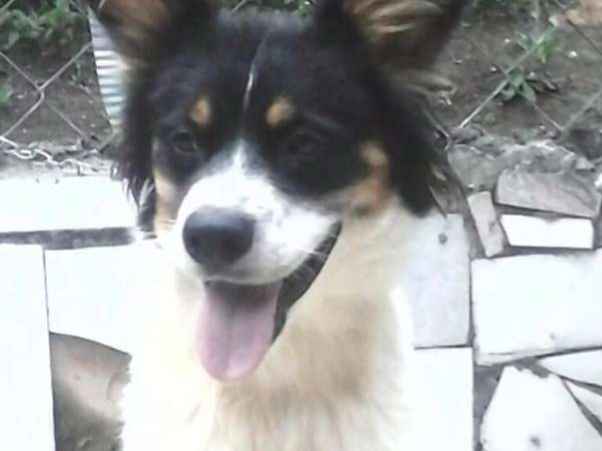 Adoção de Cachorro Cajamar/SP | Zeca | 2 anos | Raça mestiço Basset | tamanho Pequeno