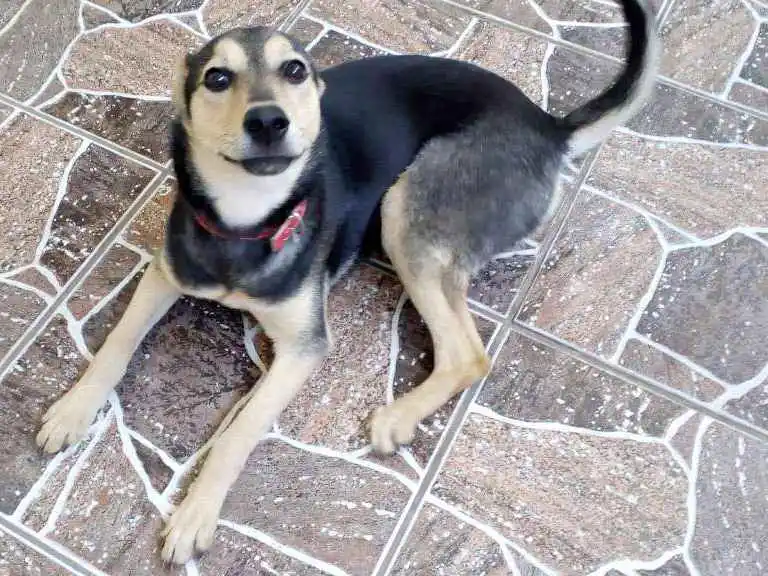 Adoção de Cachorro Guarulhos/SP | Belinha | 2 a 6 meses | Raça Rottweiler |  tamanho Médio - 93348