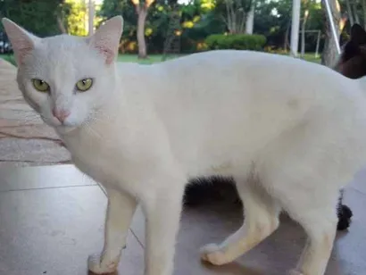 Gato Viralata  Pequeno 2-anos