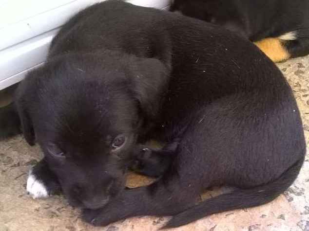 Adoção de Cachorro Santa Bárbara de Goiás/GO | Princesa | Filhote | Raça  | tamanho Pequeno