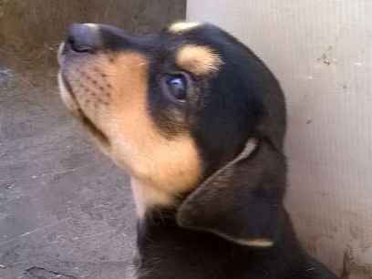 Adoção de Cachorro Santa Bárbara de Goiás/GO | Princesa | Filhote | Raça  | tamanho Pequeno