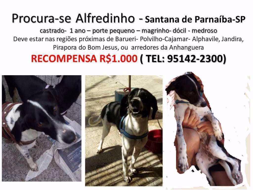 Cachorros e gatos de GLAUCE CASTILHO (1) em SP - São Paulo