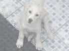 Cao Labrador mestiço Pequeno 2-a-6-meses
