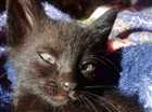 Gato para adoção Macho Pequeno Abaixo de 2 meses