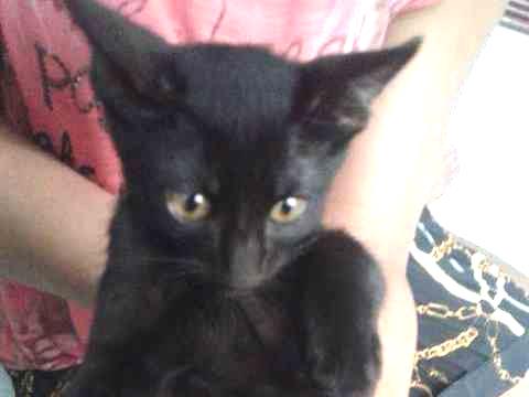 Adoção de Gato Americana/SP | Mikelangela  | 2 a 6 meses | Raça Vira laya | tamanho Pequeno