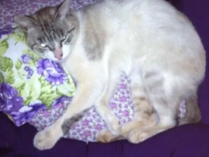 Gato Srd Pequeno 6-anos-Acima