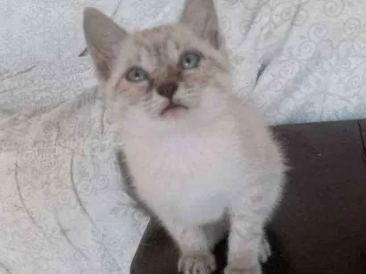 Gato SRD Pequeno Abaixo-de-2-meses