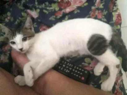 Gato viralata Pequeno 2-a-6-meses