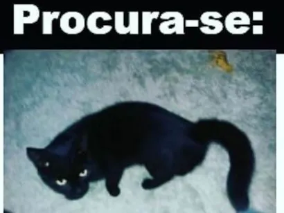 Gato Sem raça definida Pequeno 6-anos-Acima