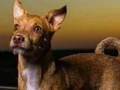 Procura cachorros perdidos em Araraquara/SP