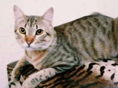 Gato Não tem raça Medio  
