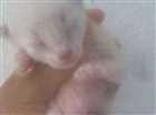 Gato Ciâneas Pequeno Abaixo-de-2-meses