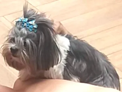 Cao Lhasa apso Pequeno 6-anos-Acima
