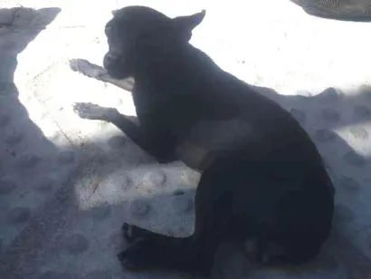 Cao Pinscher Pequeno 1-ano